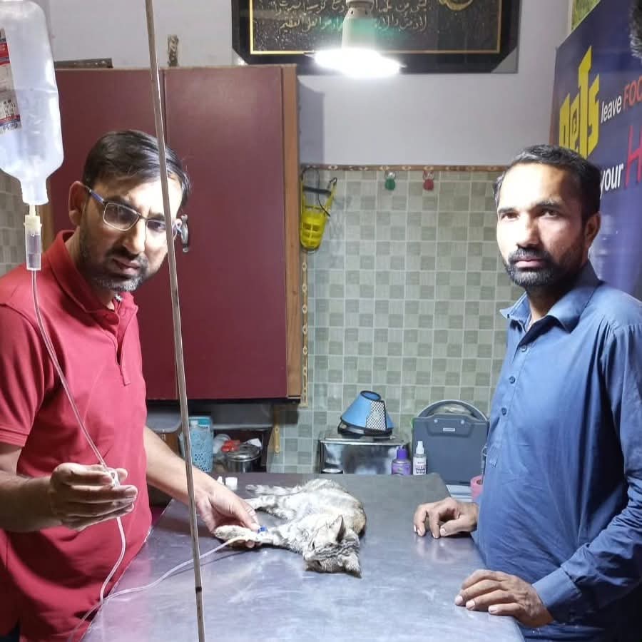 Critically ill cat on IV drip managed by veterinary team