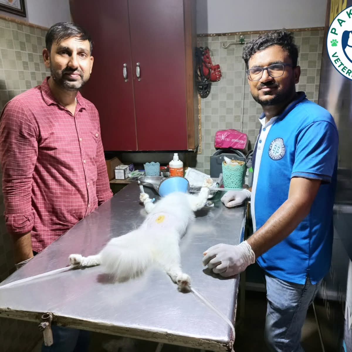 Post-operative white cat lying on exam table after successful spaying