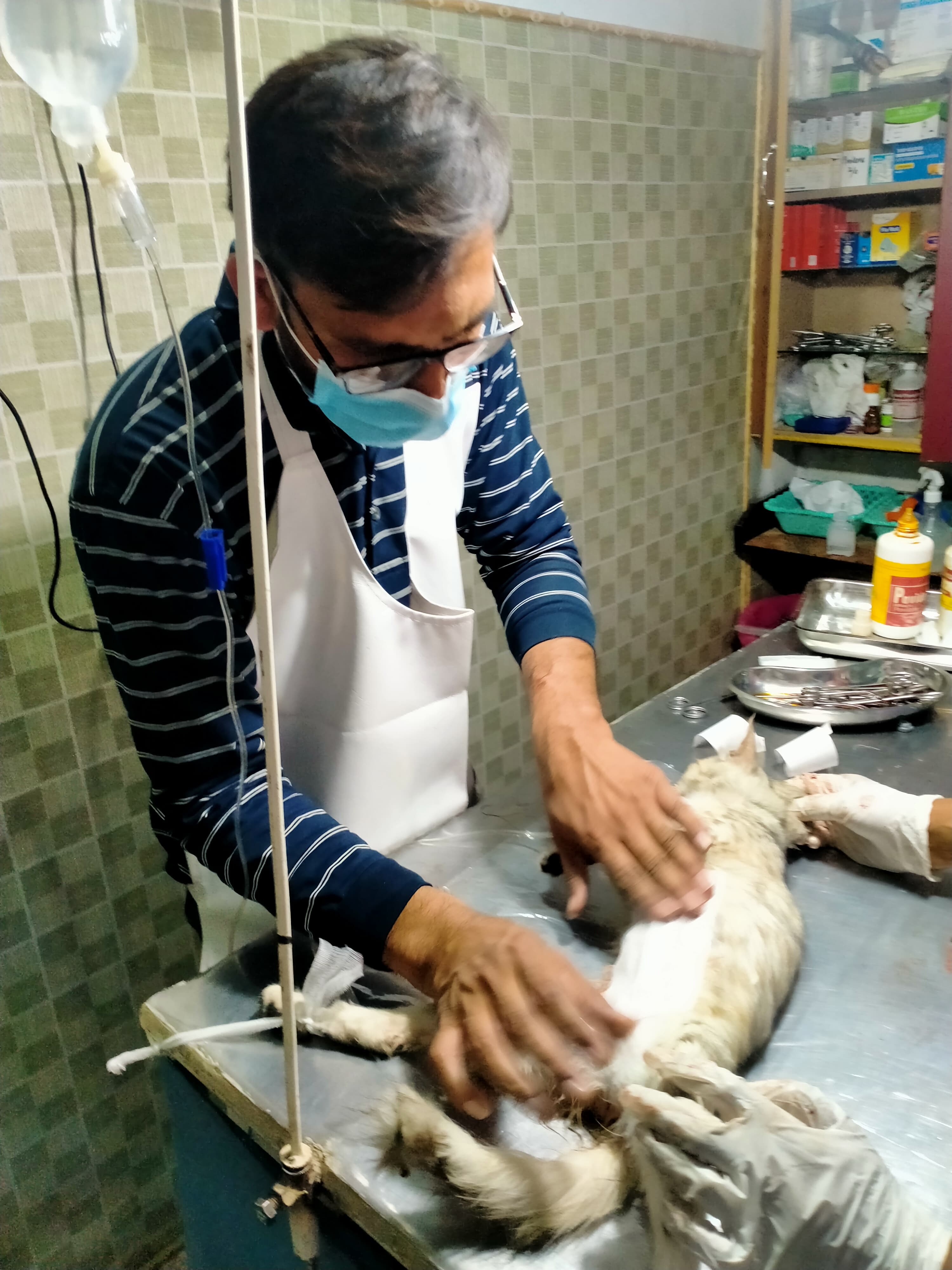 Dr Adnan examining a cat patient
