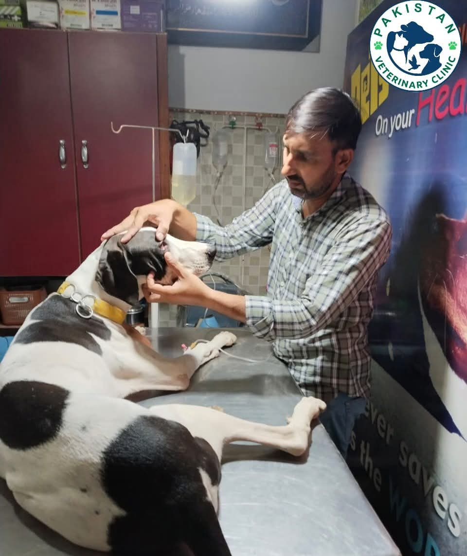 Vet examining a large Great Dane dog receiving IV drip treatment