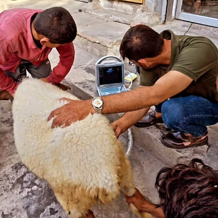 Ultrasound scan being performed on a sheep using Kaixin KX5600