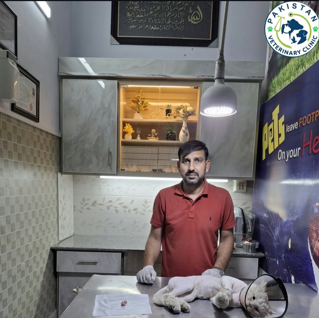 Successful neutering outcome at Pakistan Veterinary Clinic