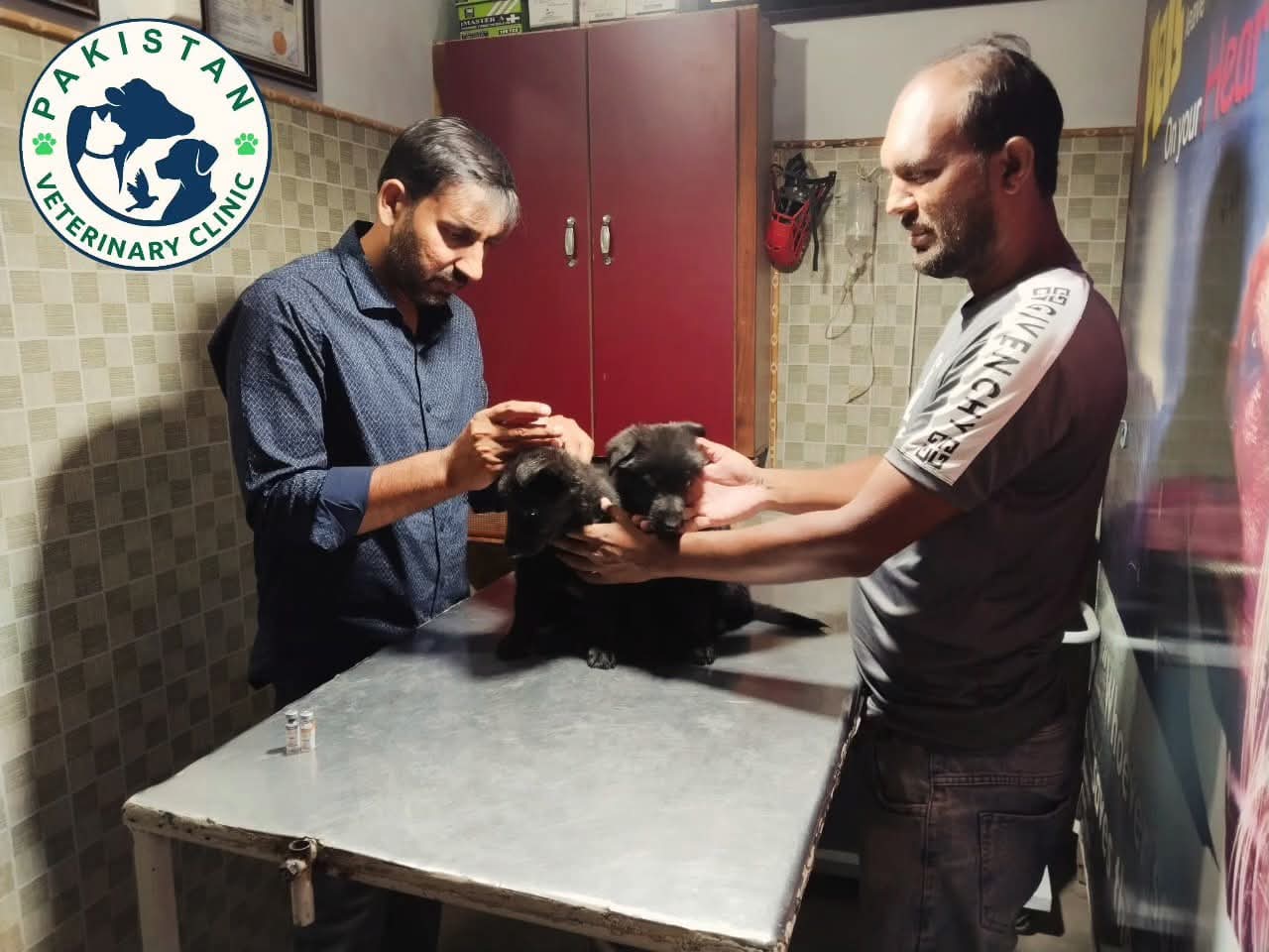 Dr. Adnan vaccinating two black puppies brought in by owner