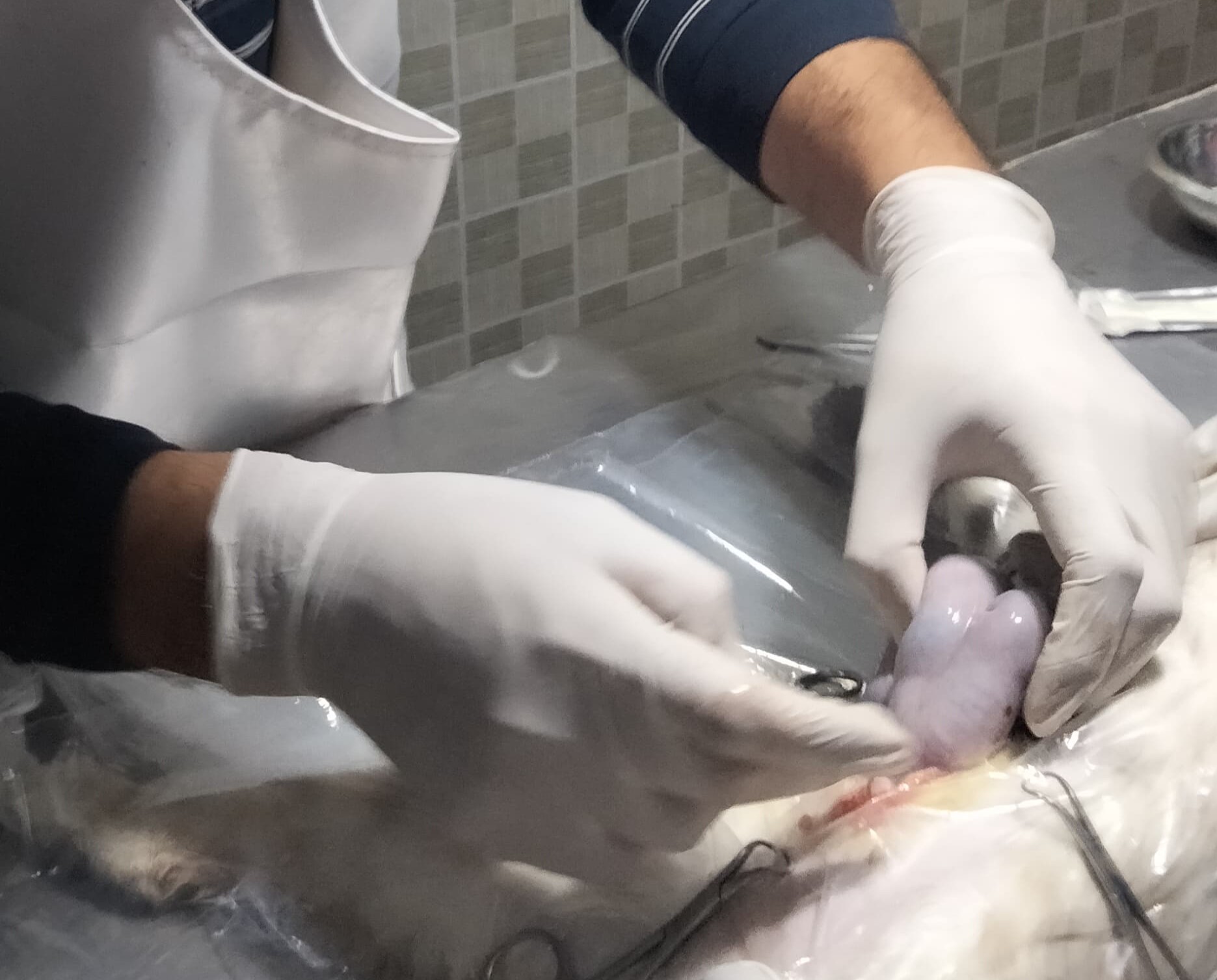 Surgical spaying being performed with precision