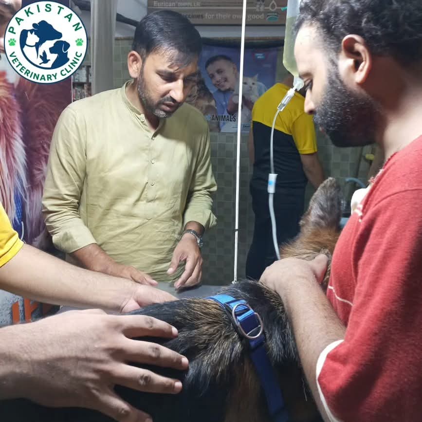 Team attentively examining a dog on the treatment table